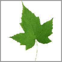 leaf - yaprak