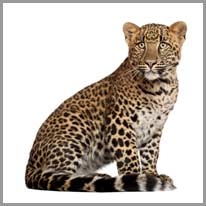 leopard - leopar