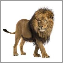 lion - aslan