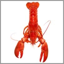 Lobster - Istakoz