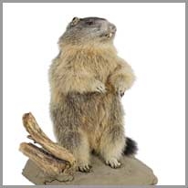 marmot - dağ sıçanı