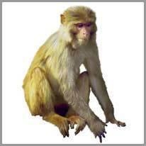 Monkey - Maymun