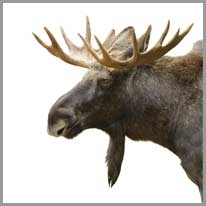 moose - geyik