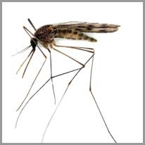 mosquito - sivrisinek