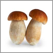 mushroom - mantar
