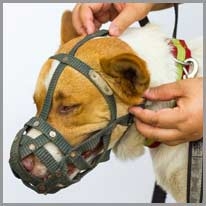 Muzzle - Ağız kapatıcı