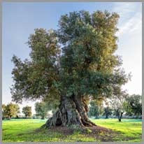 olive tree - zeytin ağacı