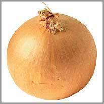 onion - soğan