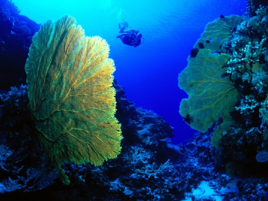 Denizaltı Muhteşem Resimleri