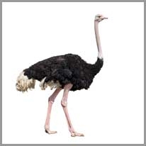 ostrich - devekuşu