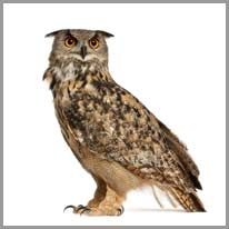 Owl - Baykuş