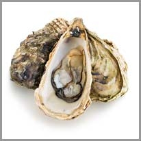oyster - istiridye