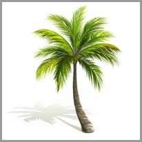 palm tree - palmiye ağacı