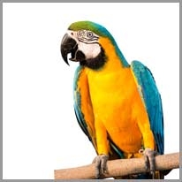 Parrot - Papağan