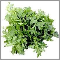 parsley - maydanoz