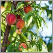 peach tree - şeftali ağacı