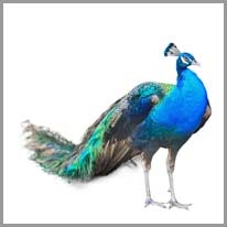 Peacock - Tavus kuşu