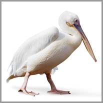 Pelican - Pelikan