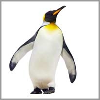 Penguin - Penguen