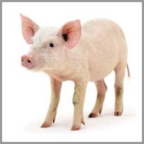 pig - domuz
