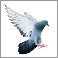 Pigeon - Güvercin