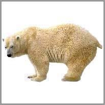 polar bear - kutup ayısı