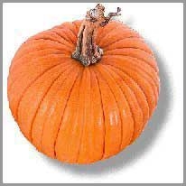 pumpkin - kabak