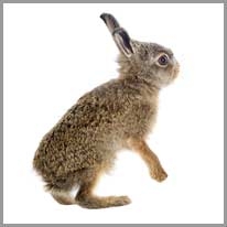 Rabbit - Tavşan