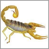 scorpion - akrep