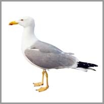 Seagull - Martı