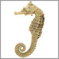 seahorse - denizatı