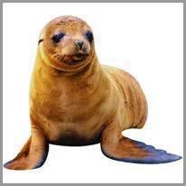 Seal - Fok balığı