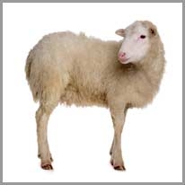 Sheep - Koyun