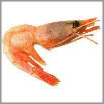 shrimp - karides