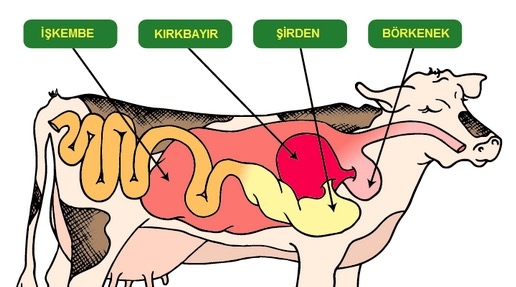 Sindirim Sistemi