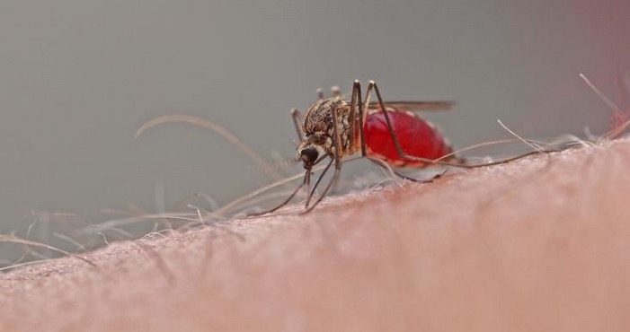 Sivrisinekler İnsanı Niçin Sokar?