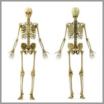 skeleton - iskelet
