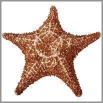 starfish - denizyıldızı