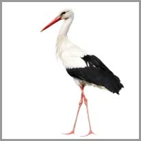 Stork - Leylek
