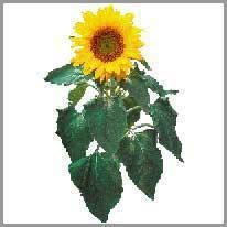 sunflower - ayçiçeği