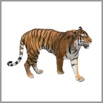 tiger - kaplan