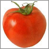 tomato - domates