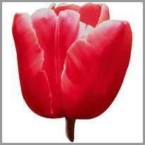 tulip - lale
