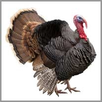 Turkey - Hindi