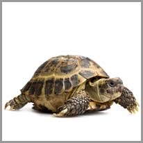 Turtle - Kaplumbağa