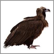 Vulture - Akbaba