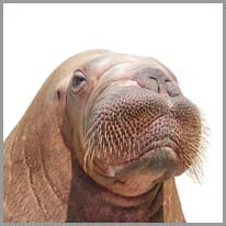 walrus - mors