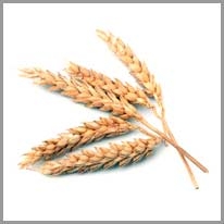 wheat - buğday
