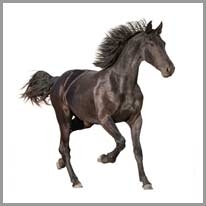 wild horse - yaban atı