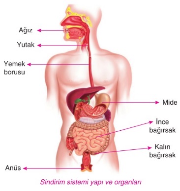 Insanda-Sindirim-Sistemi-2